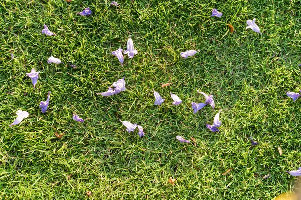 Violet flower on green grass — Stock Photo, Image