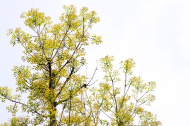 ağacın bir parçası