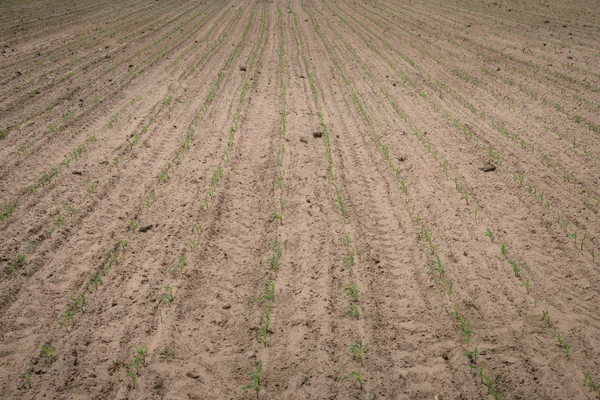 Corn plantation — Stock Photo, Image