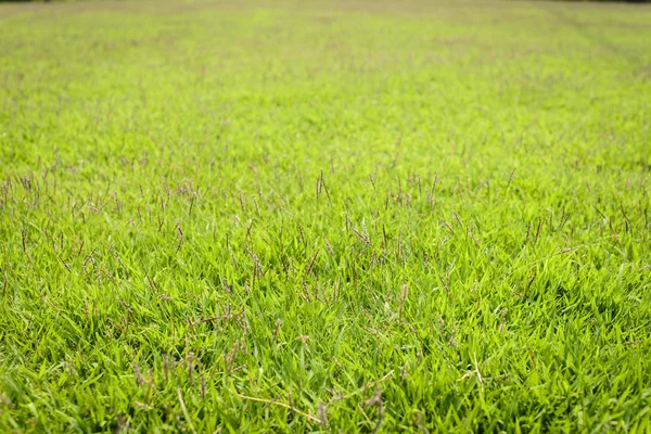 Green grass background — Stock Photo, Image