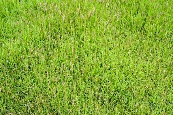 Green grass background with flower — Stock Photo, Image