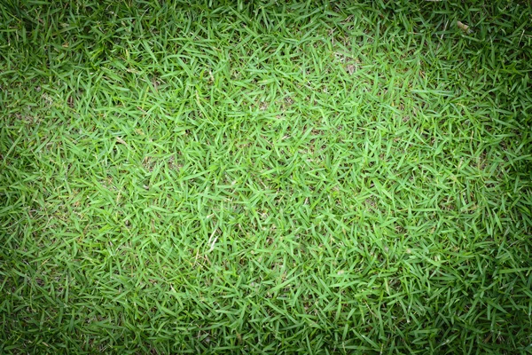 Green grass background — Stock Photo, Image