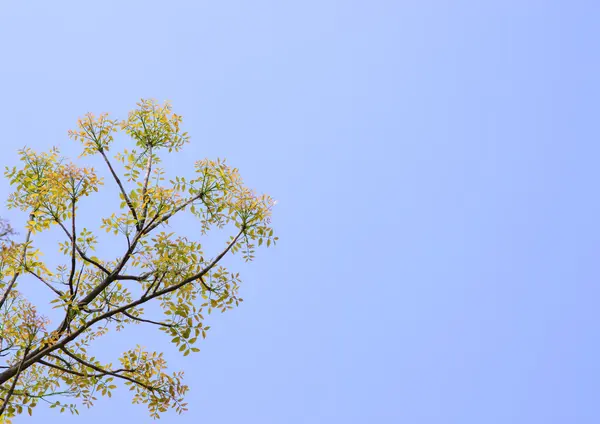 Part of tree — Stock Photo, Image