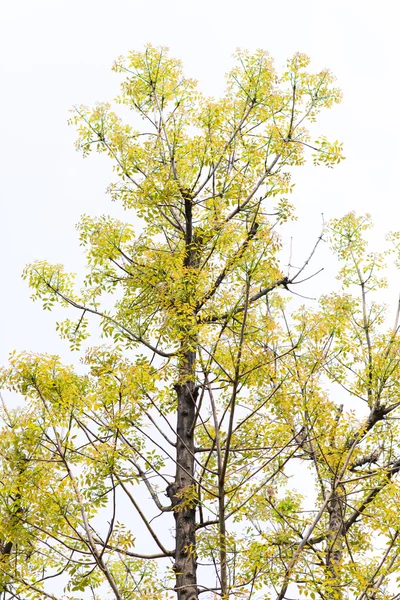 Tree on isolated white — Stock Photo, Image