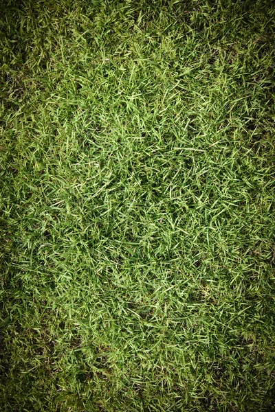 Fondo de hierba —  Fotos de Stock