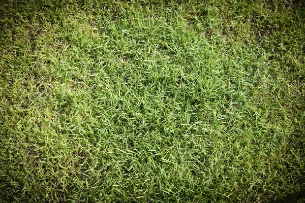 Green grass background — Stock Photo, Image