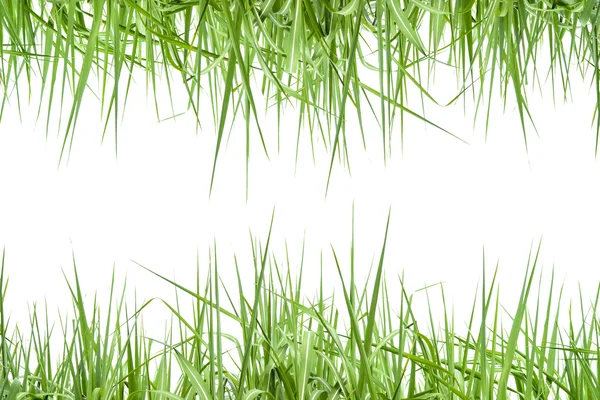 Sugar cane leaf on isolated white — Stock Photo, Image