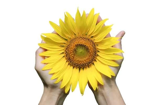 Hand hold sunflower — Stock Photo, Image