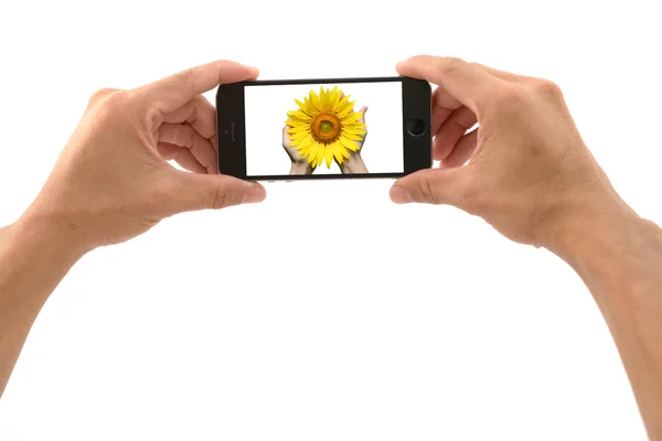 Mobiltelefon med hand fånga sunflower Stockfoto