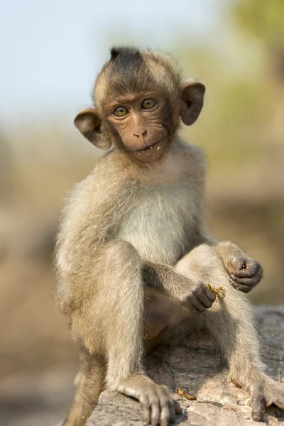Macacos bebés . — Fotografia de Stock