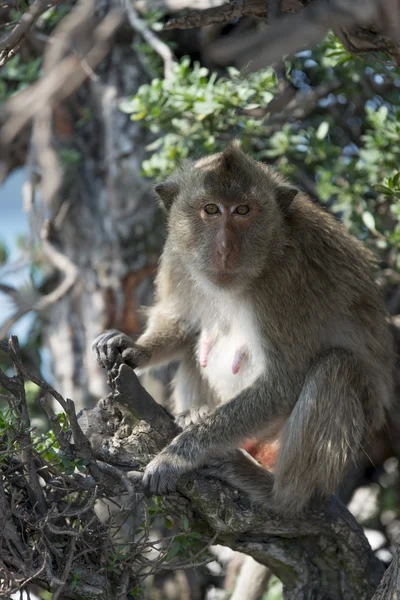 Macaco em uma árvore — Fotografia de Stock