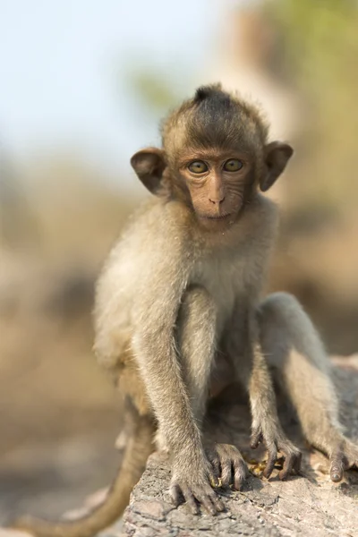 幼児猿. — ストック写真