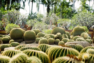 Nong Nooch Tropical Garden Patan. Tayland.