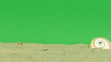 yeşil ekran 4k ile plajda kabuk görüntüleri