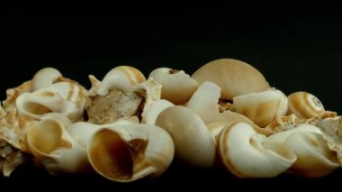 kabuk siyah 4k görüntüleri