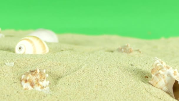 Κέλυφος στην παραλία με πράσινη οθόνη 4k πλάνα — Αρχείο Βίντεο