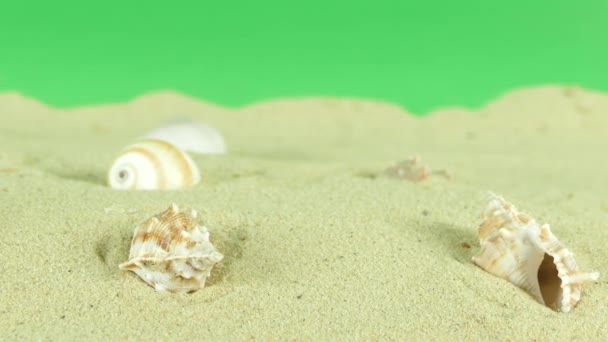 Shell op strand met groen scherm 4k beelden — Stockvideo