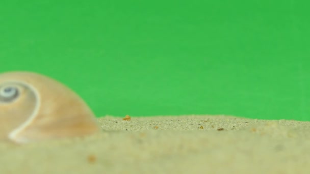 Skal på stranden med grön skärm 4k film — Stockvideo