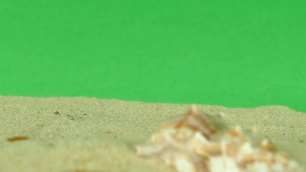 Shell en la playa con pantalla verde 4k Filmación — Vídeos de Stock
