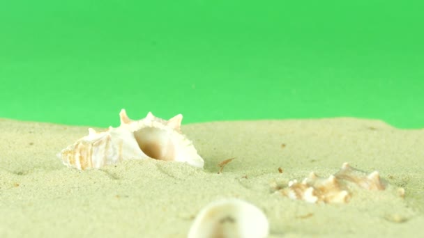 Shell op strand met groen scherm 4k beelden — Stockvideo