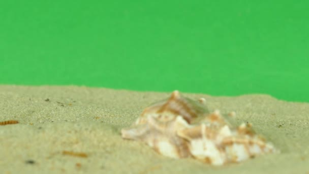 Conchiglia sulla spiaggia con schermo verde 4k Filmati — Video Stock