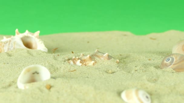 Shell en la playa con pantalla verde 4k Filmación — Vídeo de stock