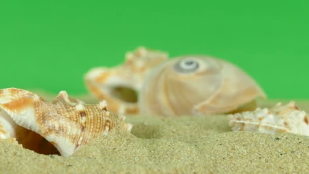 Conchiglia sulla spiaggia con schermo verde 4k Filmati — Video Stock