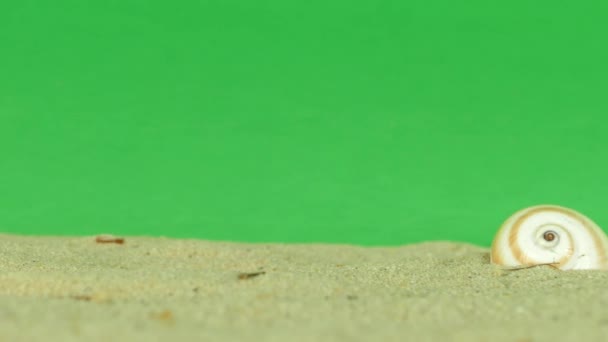 Shell na praia com tela verde 4k Filmagem — Vídeo de Stock