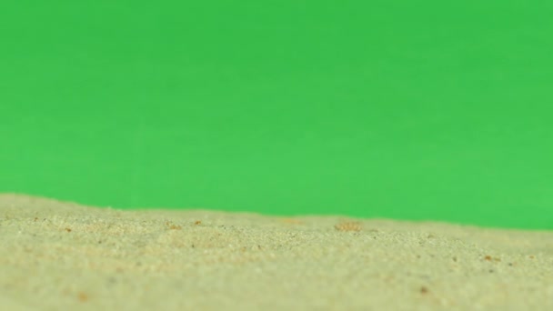 Оболонка на пляжі з зеленим екраном 4k Кадри — стокове відео