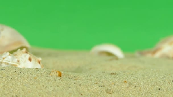 Shell na praia com tela verde 4k Filmagem — Vídeo de Stock