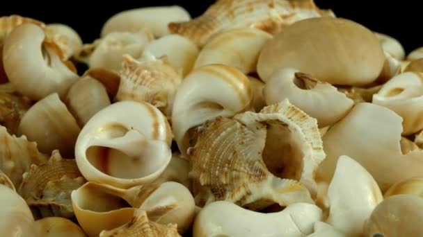 Shell on black 4k Filmagem — Vídeo de Stock