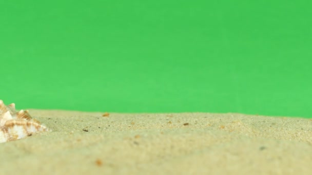 壳与绿屏 4 k 海滩上镜头 — 图库视频影像