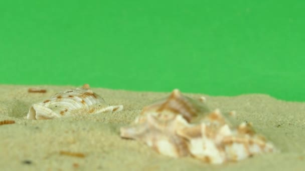 Раковина на пляже с зеленым экраном 4k — стоковое видео