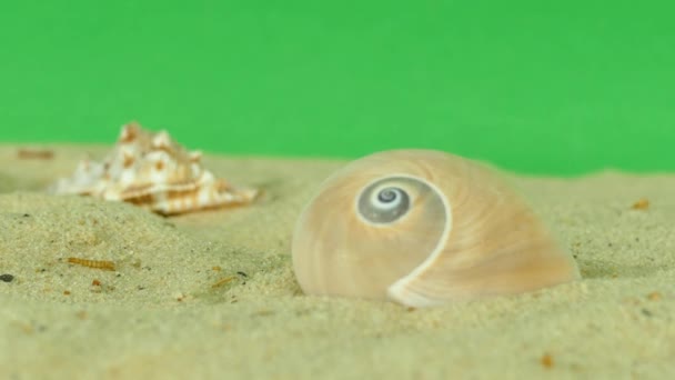 Muschel am Strand mit Green Screen 4k Filmmaterial — Stockvideo