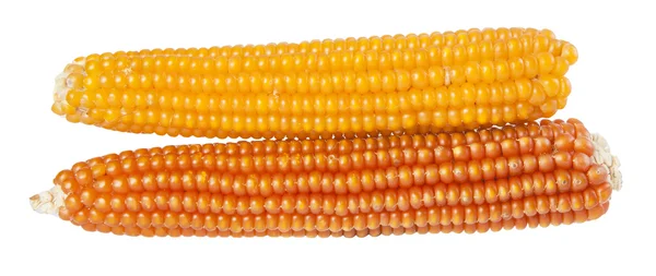 Ripe corn — Stock Photo, Image