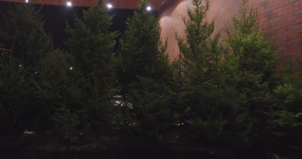 Árboles Navidad Alineados Afuera Bajo Una Luz Oscuridad Listos Para — Vídeos de Stock