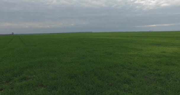 Tiro Campo Verde Con Nubes Sombrías Pequeños Granos Crecidos Campo — Vídeo de stock