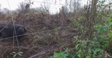 Black pigs in a fenced field, a special breed of pig. They dig the ground with little pigs.