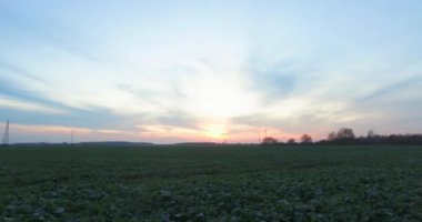 Dark scene with sunset in the field, trees in background and green leaf plants.