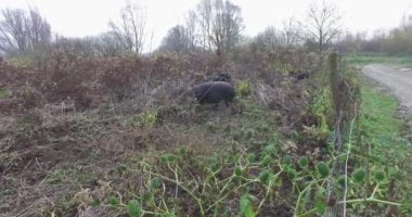 Black pigs in a fenced field, a special breed of pig. They dig the ground with little pigs.