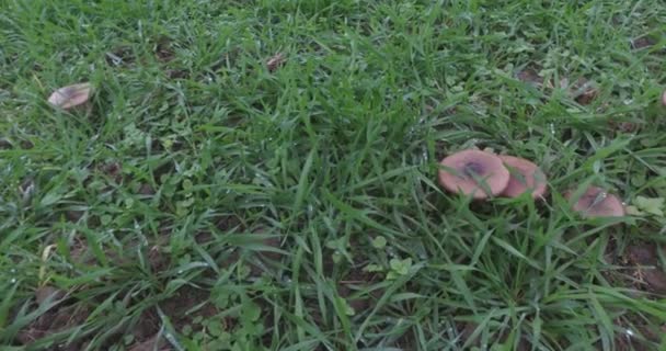 田里的野生蘑菇Clitocybe Nuda也被称为Wood Blewit或Lepista Nuda — 图库视频影像
