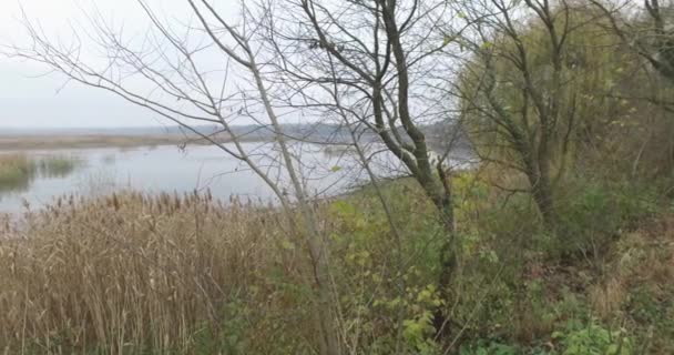 Près Zone Marécageuse Rivière Automne Fouette Herbe Feuillage Arrière Plan — Video