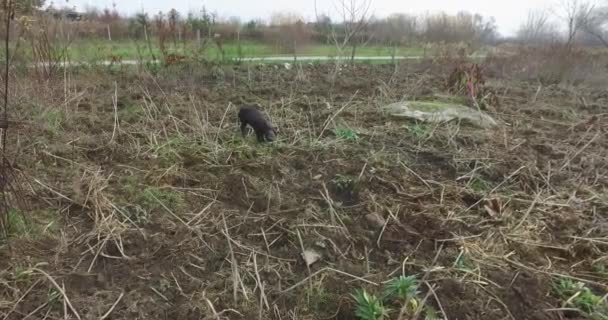 Black Pigs Fenced Field Special Breed Pig Dig Ground Little — Vídeos de Stock