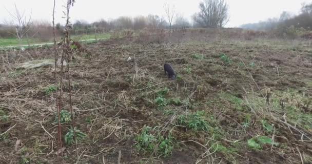 Black Pigs Fenced Field Special Breed Pig Dig Ground Little — Vídeo de Stock