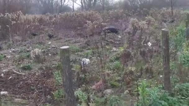 Black Pigs Fenced Field Special Breed Pig Dig Ground Little — Vídeos de Stock