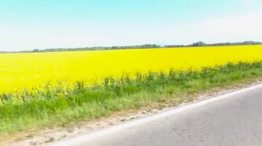 Sarı yağ çekirdeği tecavüzü tarlasının yanından geçerken.