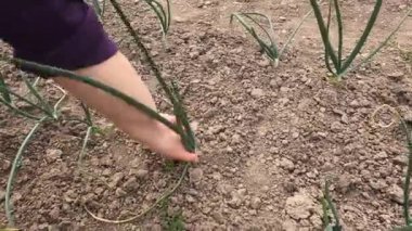 Yerden çıkarma, taze taze taze soğan, bahçede pırasa ve biyolojik doğal eko doğal kullanım için yetişiyor..