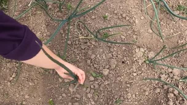 Extrakce Tahání Země Mladé Jarní Cibule Pórek Zahradě Biologickým Přírodním — Stock video