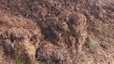 Organik gübre, arazi uygulaması için hazırlanan bir grup, sisli ve soğuk bir kış sabahı buharlaşıyor..