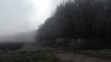 Çevredeki bitki ve ağaçların üzerinde güneş ve buzla birlikte sisli bir yolda araba sürüyorum..